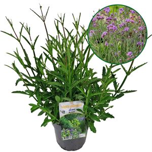 Afbeelding van VP Verbena P19 bonariensis Bonnie Blue